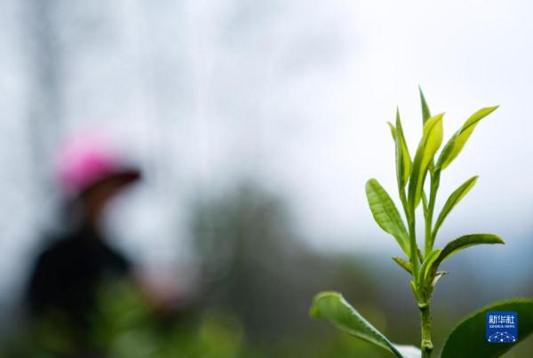 一片茶叶背后的乡村振兴之路