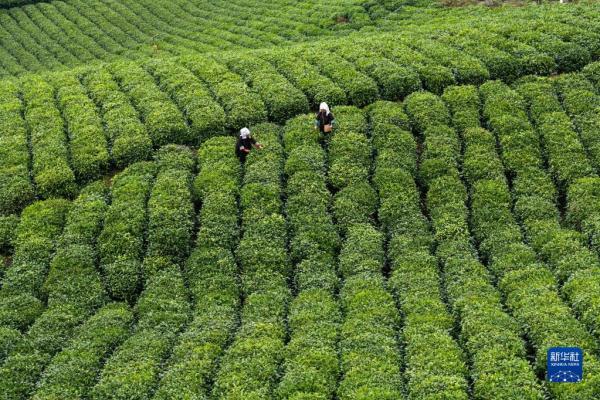 一片茶叶背后的乡村振兴之路