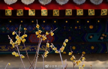 卧佛寺红墙腊梅进入盛花期
