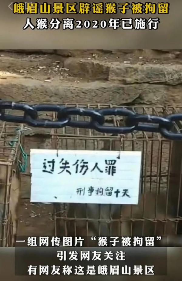 峨眉山的猴子被拘留？景区回应了