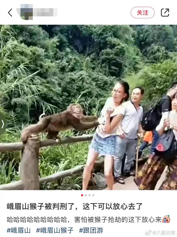峨眉山的猴子被拘留？景区回应了