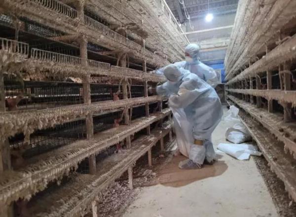 台媒:岛内鹌鹑蛋也缺货 佛跳墙食材改鱼丸替代 台媒:岛内鹌鹑蛋也缺货 佛跳墙食材改鱼丸替代