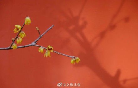 卧佛寺红墙腊梅进入盛花期
