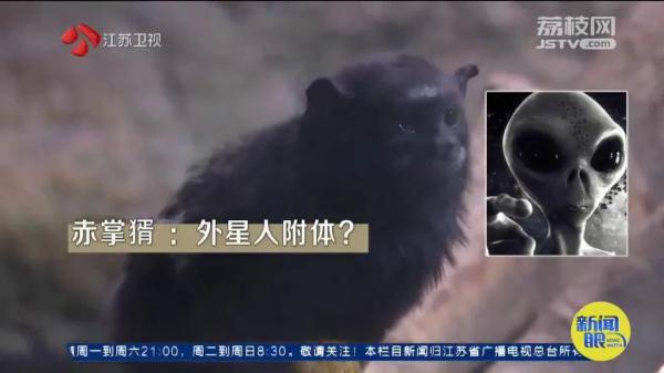 因长相"炸裂"火上热搜！网友：它在山海经第几页？