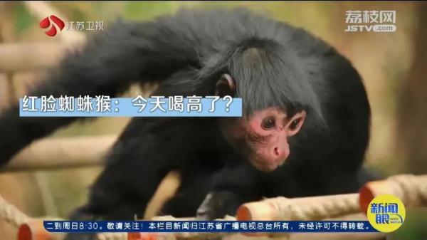 因长相"炸裂"火上热搜！网友：它在山海经第几页？