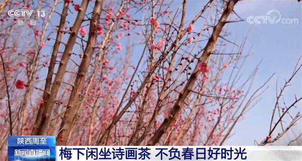 陕西周至千亩红梅竞相绽放 特色旅游正当时 陕西周至千亩红梅竞相绽放 特色旅游正当时