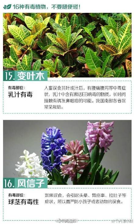 这些有毒植物你都认识吗？