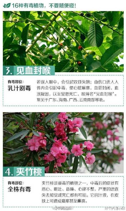 这些有毒植物你都认识吗？