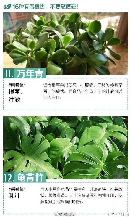 这些有毒植物你都认识吗？