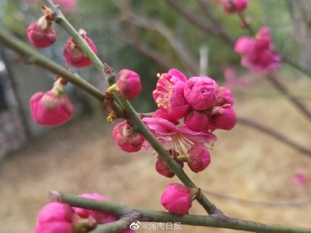 你会选梅花为河南市花吗？
