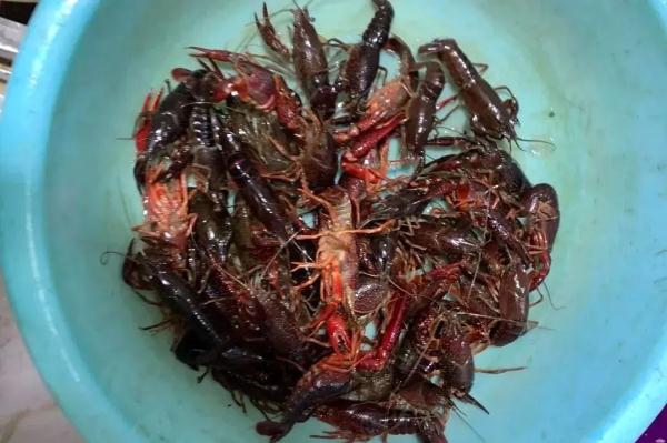 时鲜货来了！价钿不便宜，为了这一口春的味道，150元/斤，冲不冲？