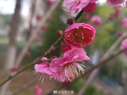 你会选梅花为河南市花吗？