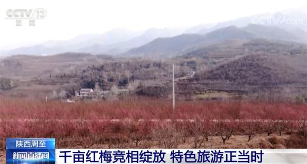 陕西周至千亩红梅竞相绽放 特色旅游正当时 陕西周至千亩红梅竞相绽放 特色旅游正当时