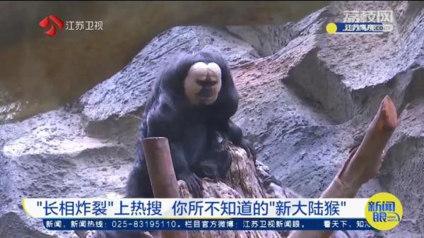 因长相"炸裂"火上热搜！网友：它在山海经第几页？
