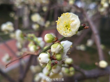 你会选梅花为河南市花吗？