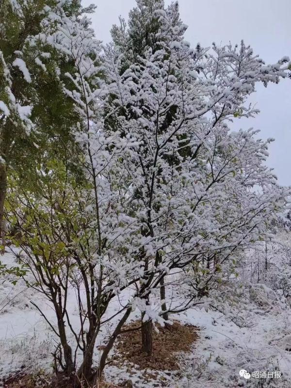 昆明下雪了！云南多地加入下雪“群聊”