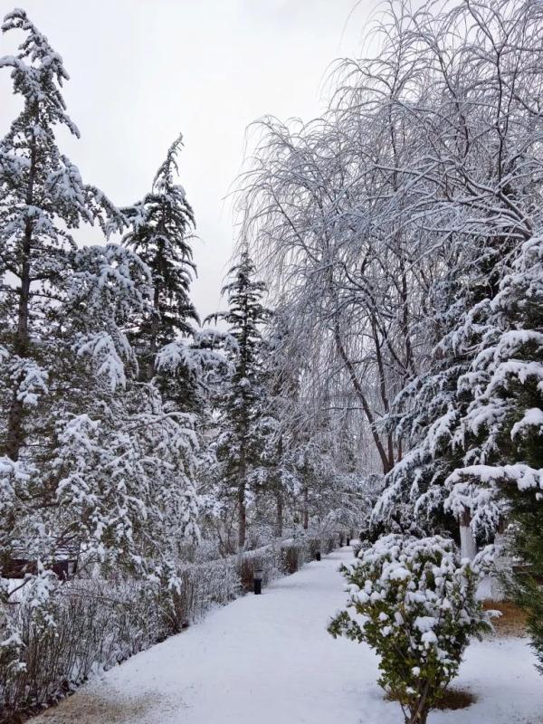 昆明下雪了！云南多地加入下雪“群聊”