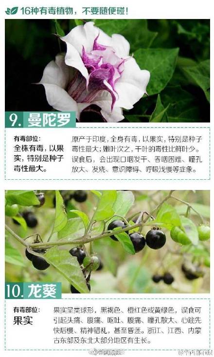 这些有毒植物你都认识吗？