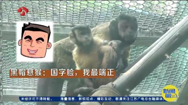 因长相"炸裂"火上热搜！网友：它在山海经第几页？