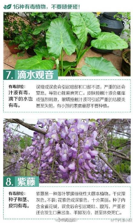 这些有毒植物你都认识吗？