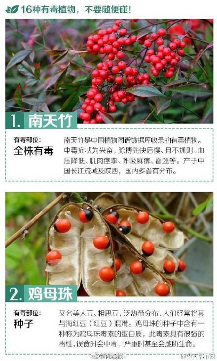 这些有毒植物你都认识吗？