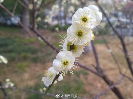 你会选梅花为河南市花吗？