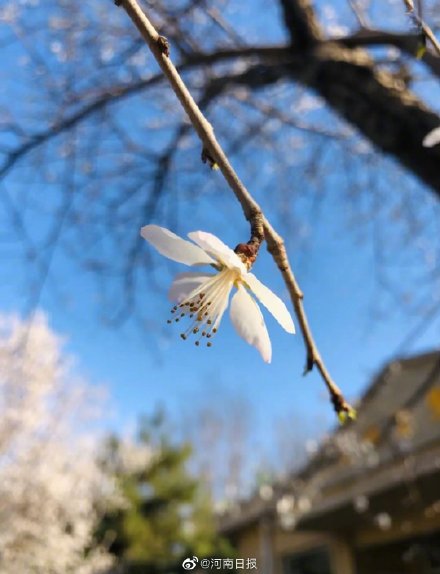 你会选梅花为河南市花吗？