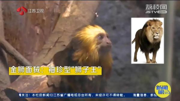 因长相"炸裂"火上热搜！网友：它在山海经第几页？