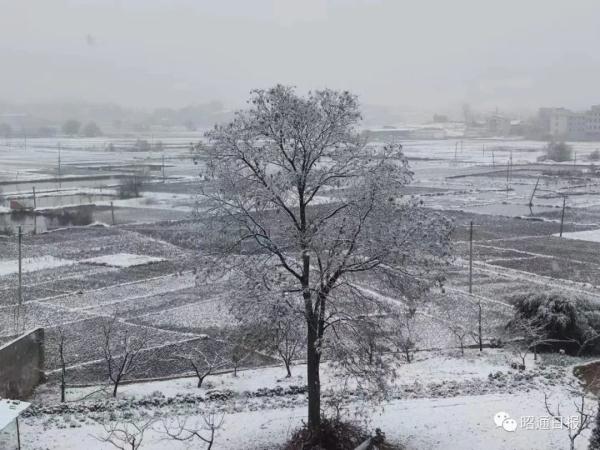 昆明下雪了！云南多地加入下雪“群聊”