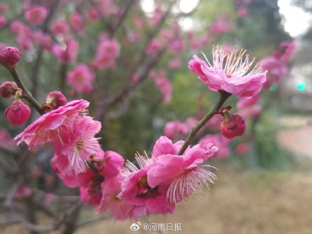 你会选梅花为河南市花吗？