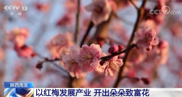 陕西周至千亩红梅竞相绽放 特色旅游正当时 陕西周至千亩红梅竞相绽放 特色旅游正当时