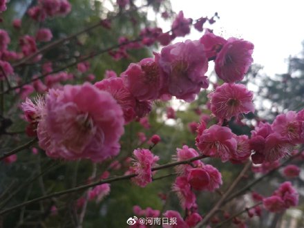 你会选梅花为河南市花吗？