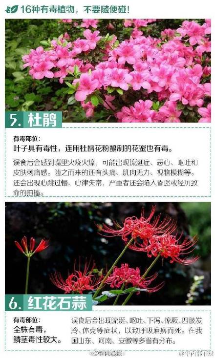 这些有毒植物你都认识吗？