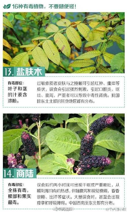 这些有毒植物你都认识吗？