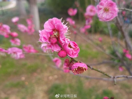 你会选梅花为河南市花吗？