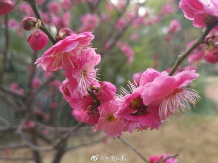 你会选梅花为河南市花吗？