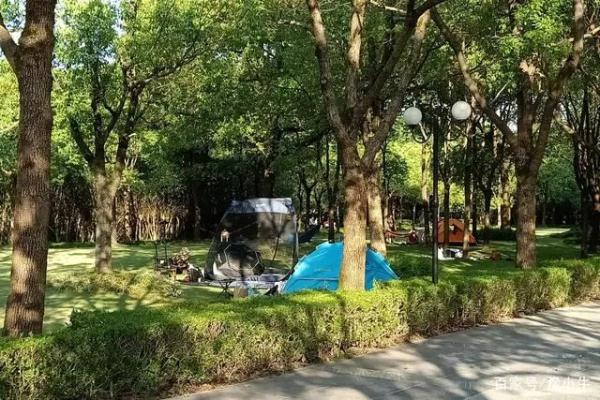 部分公园草坪允许露营，山东要推试点了