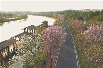 羊城春日赏花模式已开启 请收好这份“赏花公交线路”攻略