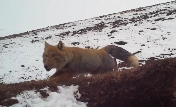 猛禽也会“化妆”？揭秘祁连山的“动物名片”！