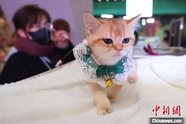 养猫or养狗？台湾民众这样选