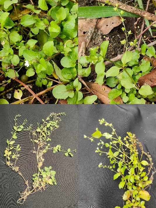 科研人员在湖北竹溪发现两个植物新物种