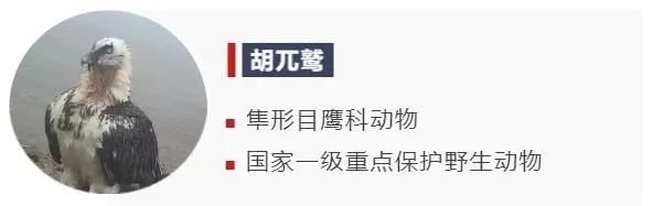 猛禽也会“化妆”？揭秘祁连山的“动物名片”！
