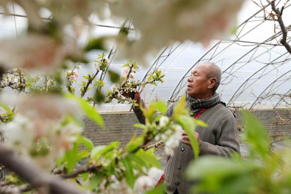 河北内丘:樱桃花开授粉忙 河北内丘:樱桃花开授粉忙