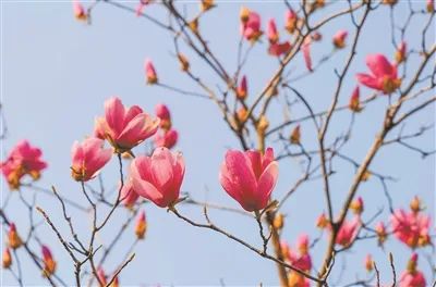 羊城春日赏花模式已开启 请收好这份“赏花公交线路”攻略