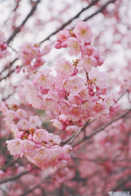 武汉大学官宣重新开放