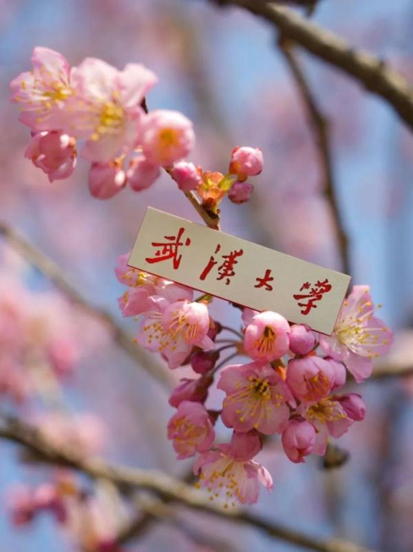 惊喜，武大樱花开了！这些人可免预约进校