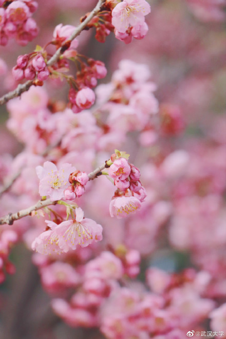 武汉大学官宣重新开放