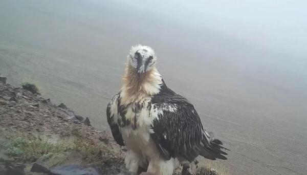 猛禽也会“化妆”？揭秘祁连山的“动物名片”！