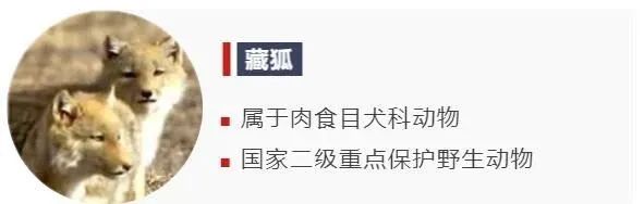 猛禽也会“化妆”？揭秘祁连山的“动物名片”！