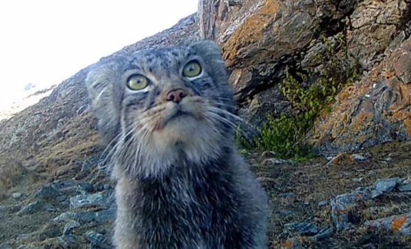 猛禽也会“化妆”？揭秘祁连山的“动物名片”！